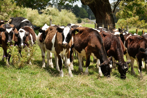 Heavy rains helps restore soil moisture levels 