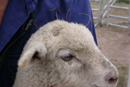 Chilean Needle grass caught in sheep wool 141015 1 web