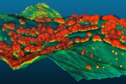 LiDAR 3d vegetation map