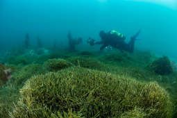 NIWA diver working over Caulerpa bed Photo credit NIWA web