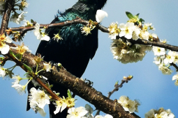 Tui