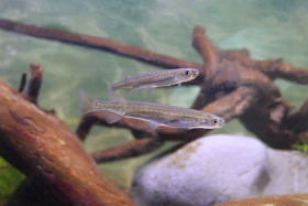 Hawke’s Bay gets ready for whitebait season