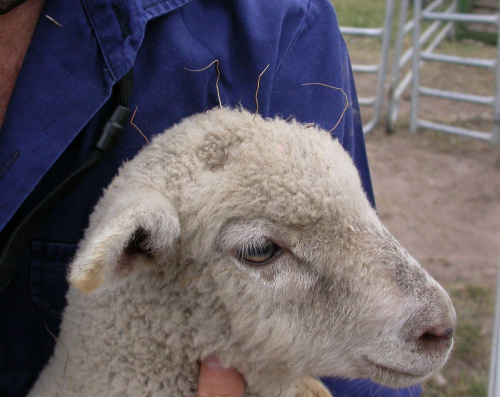 Chilean Needle grass caught in sheep wool 141015 1 web