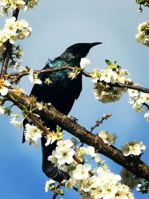 Tui