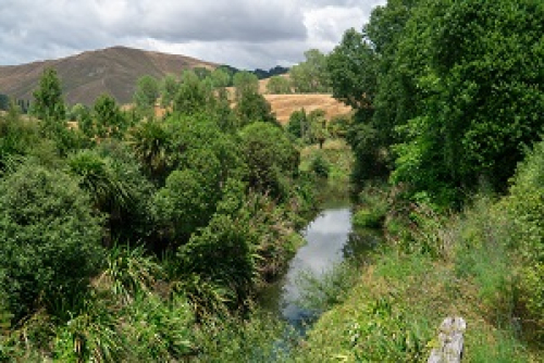 Riparian planting