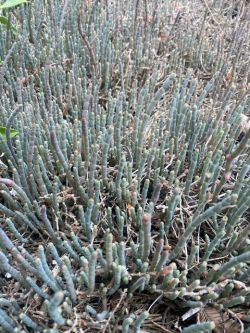 Glasswort (Salicornia quinqueflora), an indigenous estuarine plant