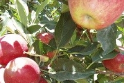 Apple Crop
